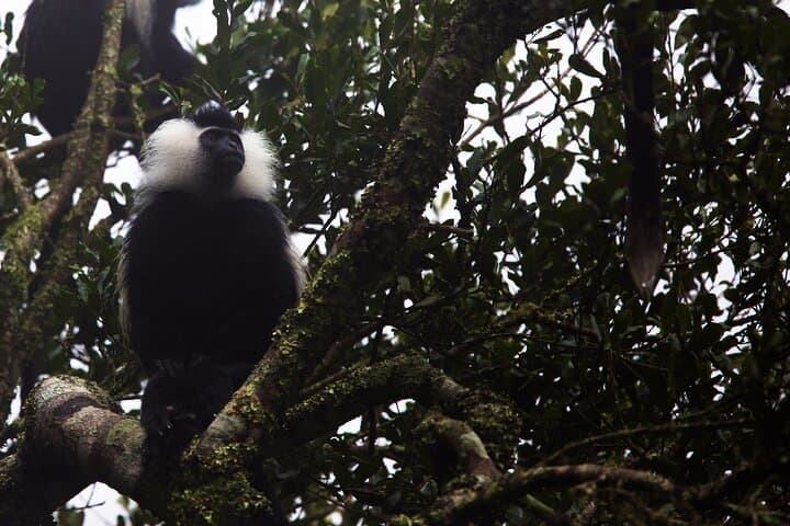 Nyungwe National Park 3-Day Wilderness Journey — Canopy Walk & Chimp Trek photo 4