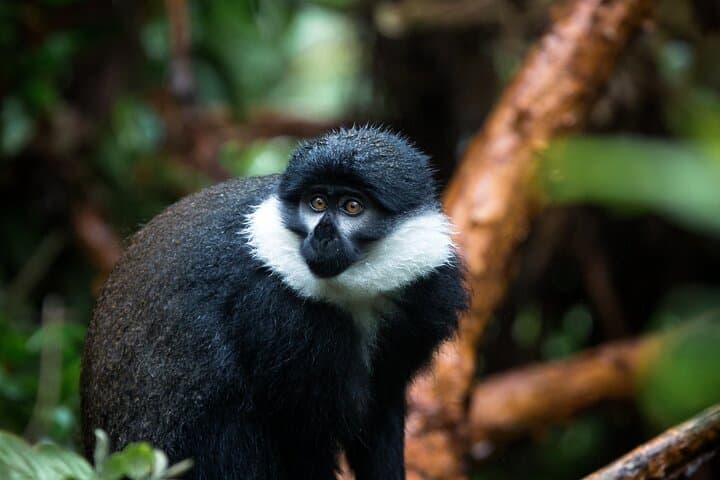 Nyungwe National Park 3-Day Wilderness Journey — Canopy Walk & Chimp Trek photo 5