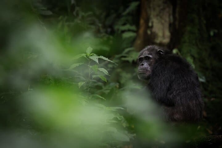 Nyungwe National Park 3-Day Wilderness Journey — Canopy Walk & Chimp Trek photo 6