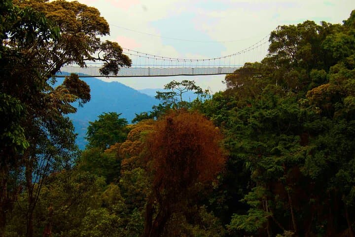 Nyungwe National Park 3-Day Wilderness Journey — Canopy Walk & Chimp Trek