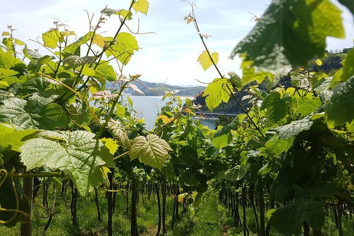 Half-Day Txakoli Wine and Getaria Tour from San Sebastián photo 6