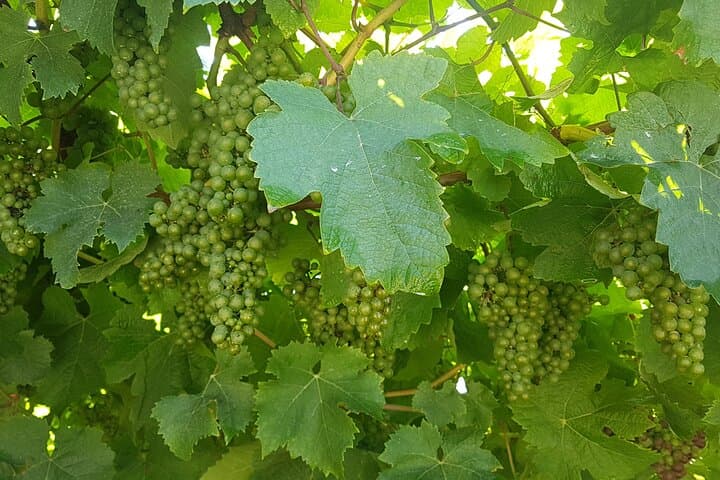 Half-Day Txakoli Wine and Getaria Tour from San Sebastián photo 4