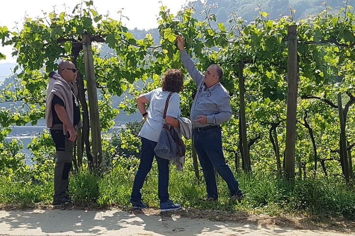 Half-Day Txakoli Wine and Getaria Tour from San Sebastián photo 3