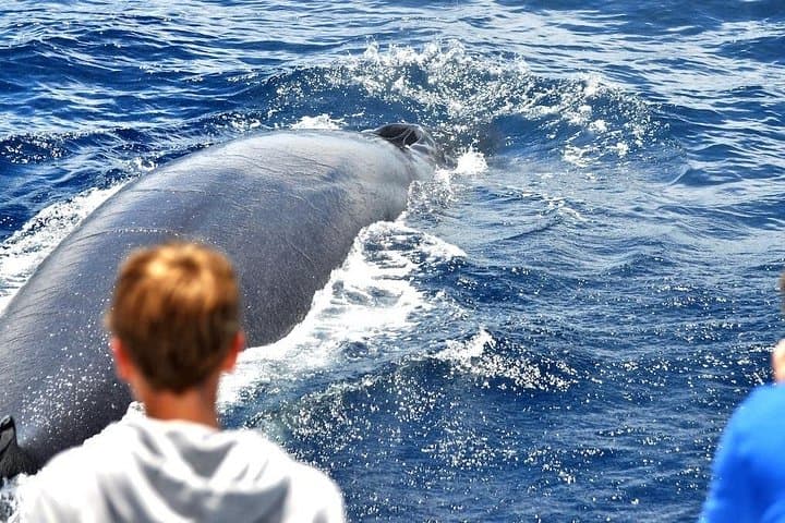 Gran Canaria Whale & Dolphin Watching Catamaran — Spirit of the Sea Excursion photo 3