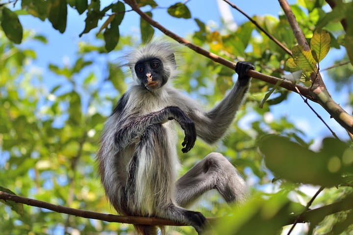 Jozani Forest, Spice Farm & Maalum Cave Natural Pool Day Tour — Zanzibar Wildlife and Swimming