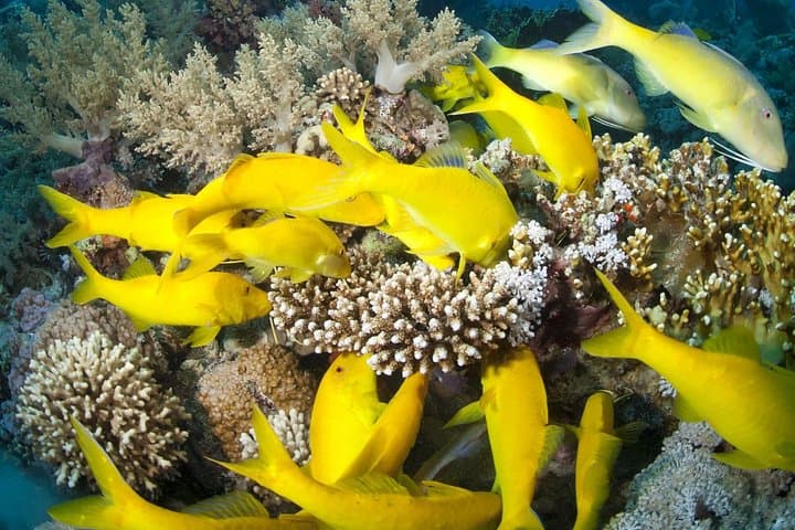 Tiran Island Snorkeling from Sharm El Sheikh — Coral Gardens, Two Reef Stops & Lunch photo 4