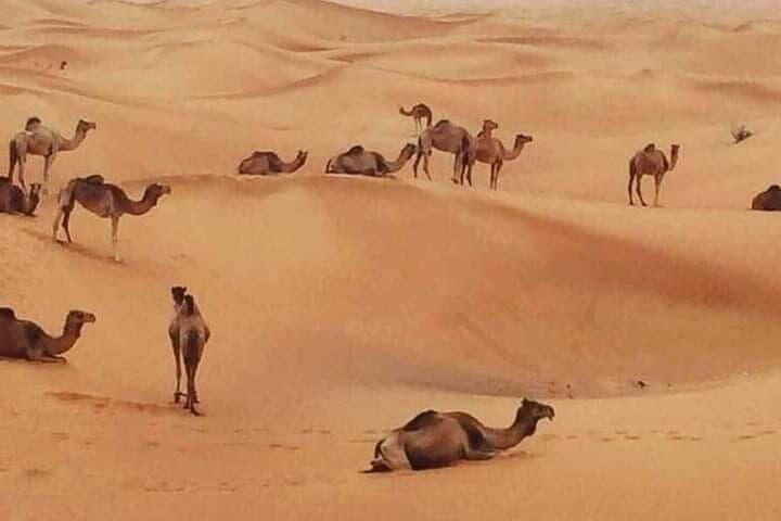 Dubai Evening Desert Safari: Dune Bashing, BBQ & Live Shows at Sunset photo 4