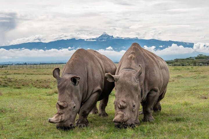 Ol Pejeta Conservancy Full-Day Safari from Nairobi — Rhinos, Chimpanzees & Equator Stop