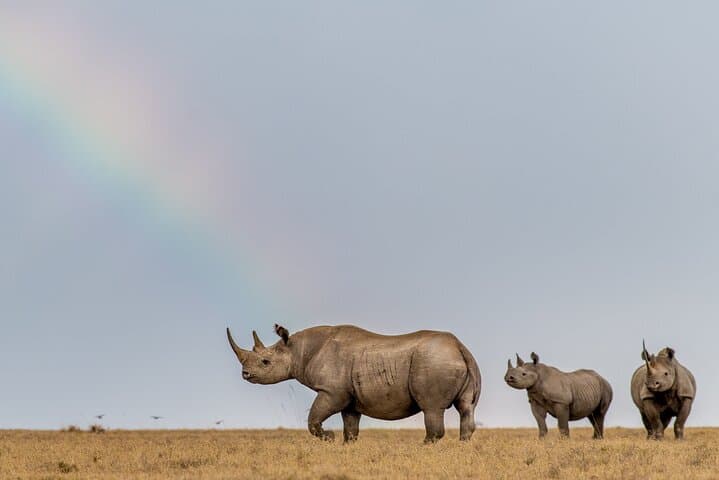 Ol Pejeta Conservancy Full-Day Safari from Nairobi — Rhinos, Chimpanzees & Equator Stop photo 3