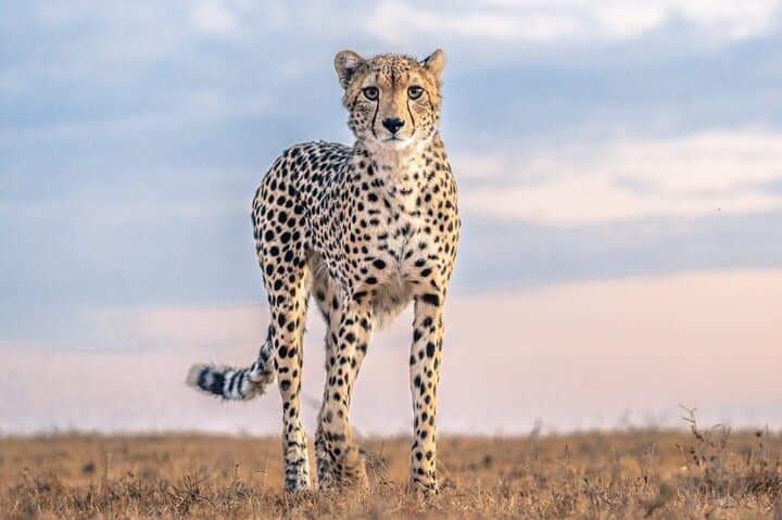 Ol Pejeta Conservancy Full-Day Safari from Nairobi — Rhinos, Chimpanzees & Equator Stop photo 4