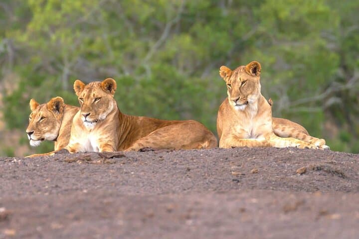 Ol Pejeta Conservancy Full-Day Safari from Nairobi — Rhinos, Chimpanzees & Equator Stop photo 2