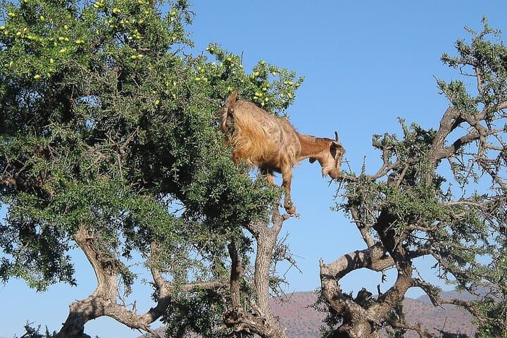 Sunset Quad Biking in Agadir: Dunes, Tree-Climbing Goats & Berber Tea photo 4