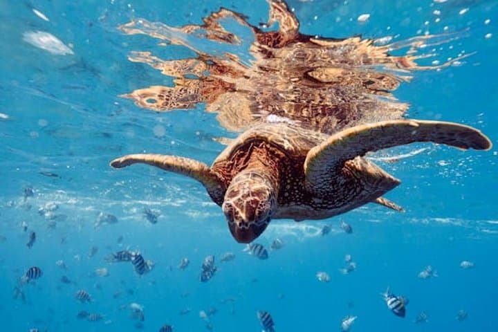 Blue Lagoon Snorkeling Bali: Clear-Water Reef Trip with Lunch and Transport photo 2