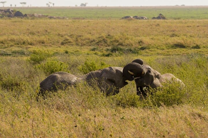 Tarangire Day Safari from Arusha — Elephants, Baobabs & Big-Game Viewing