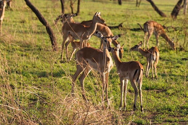 Tarangire Day Safari from Arusha — Elephants, Baobabs & Big-Game Viewing photo 2