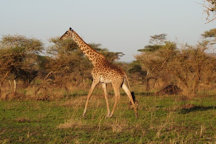 Tarangire Day Safari from Arusha — Elephants, Baobabs & Big-Game Viewing photo 3