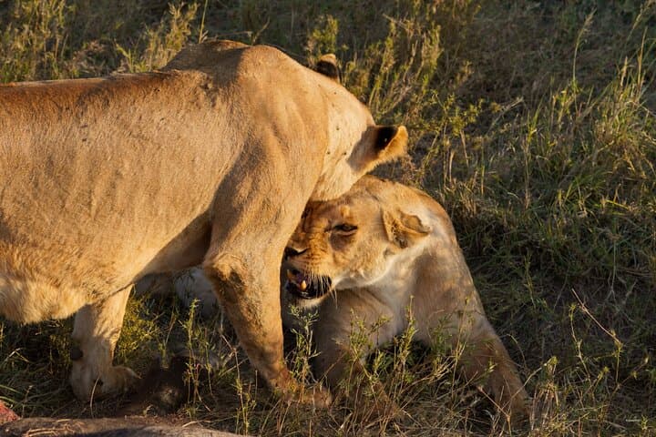 Lake Manyara One-Day Game Drive from Arusha | Wildlife Safari photo 5