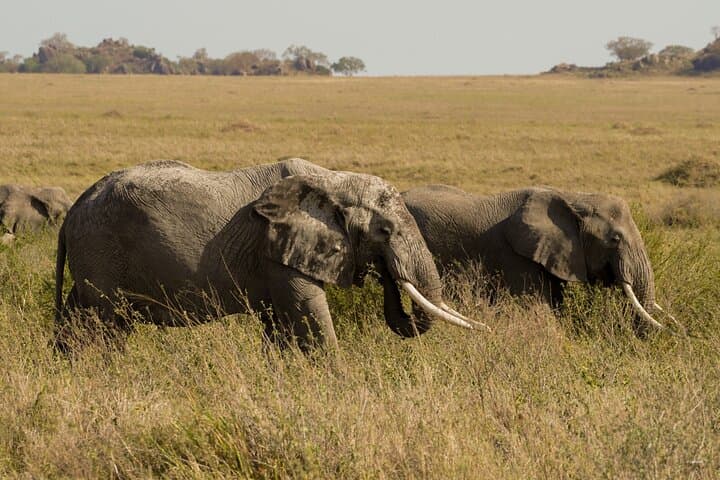Tarangire Day Safari from Arusha — Elephants, Baobabs & Big-Game Viewing photo 6