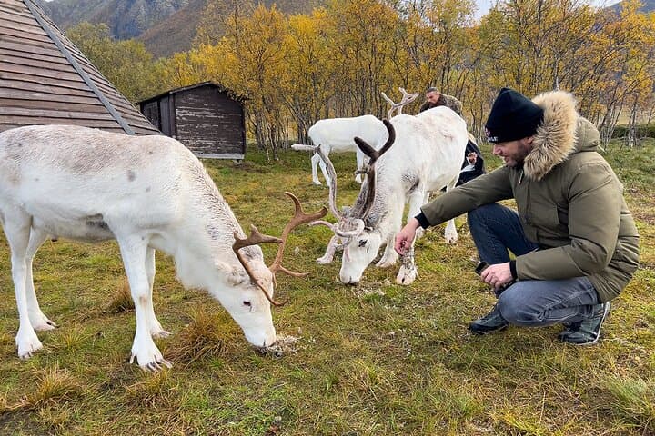 Sami Reindeer Experience from Svolvær: Meet Herders & Feed Reindeer