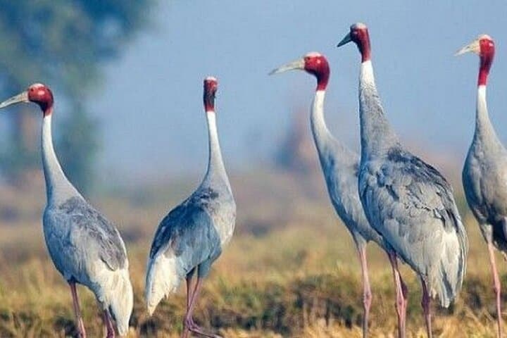Bharatpur Bird Sanctuary Day Tour from Agra — Keoladeo National Park Birding Guide