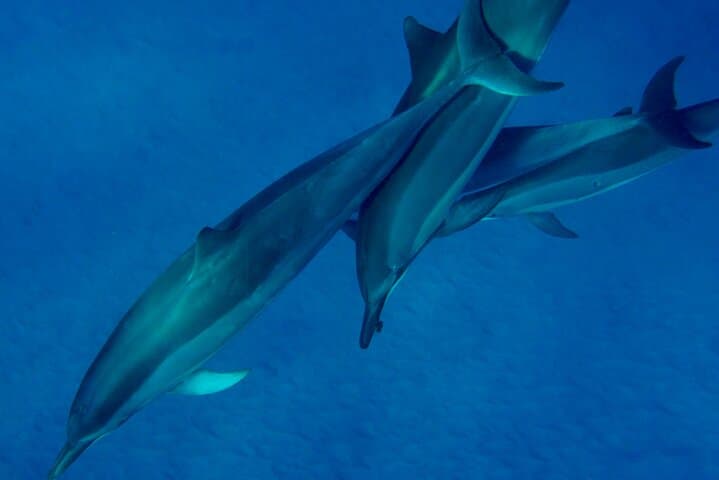Morning Magic Kayak and Snorkel Adventure: Exploring Kealakekua Bay’s Underwater World photo 6