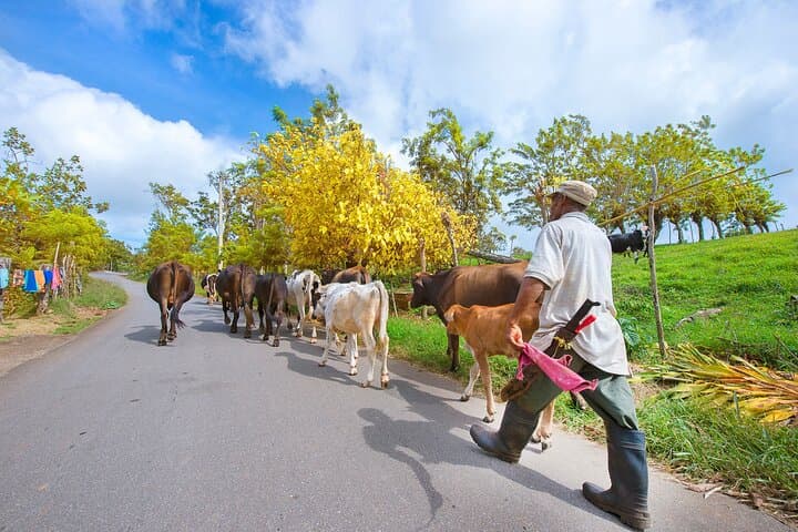 Puerto Plata Historic Town & Countryside Shore Excursion — Amber Cove to Taino Bay photo 4