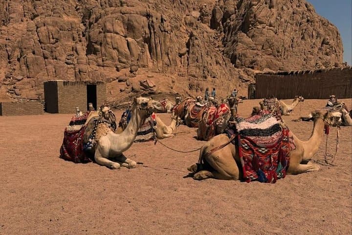 Red Sea Desert Quad Safari & Bedouin Village Experience (Sharm El Sheikh) photo 4