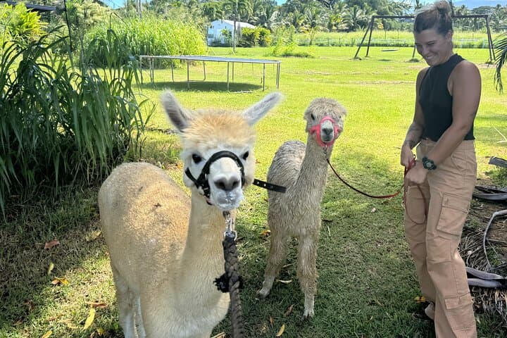 Meet Alpacas on Maui's Road to Hana — La Posta Farm Experience photo 6