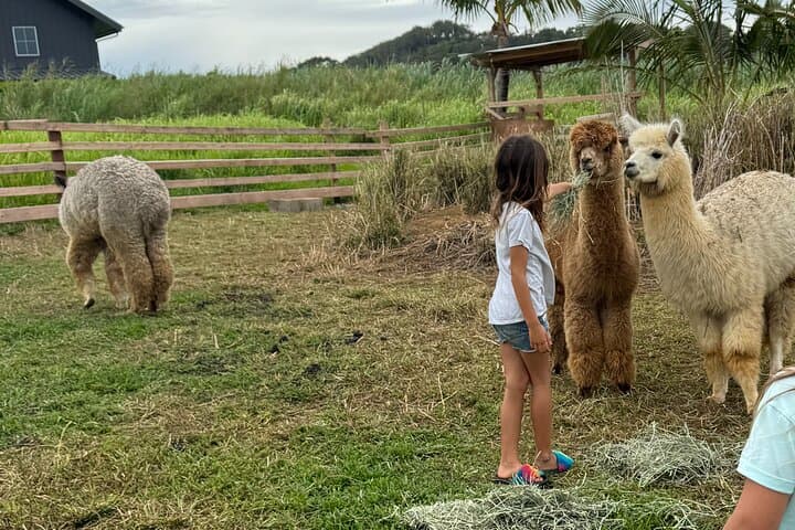 Meet Alpacas on Maui's Road to Hana — La Posta Farm Experience