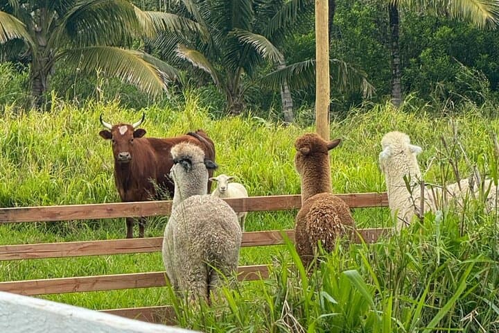 Meet Alpacas on Maui's Road to Hana — La Posta Farm Experience photo 5