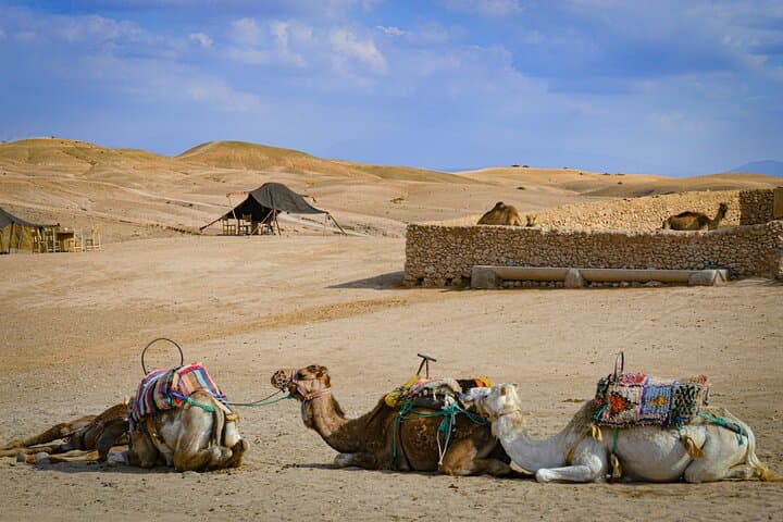 Agafay Desert Quad and Camel Ride with Dinner & Show near Marrakech