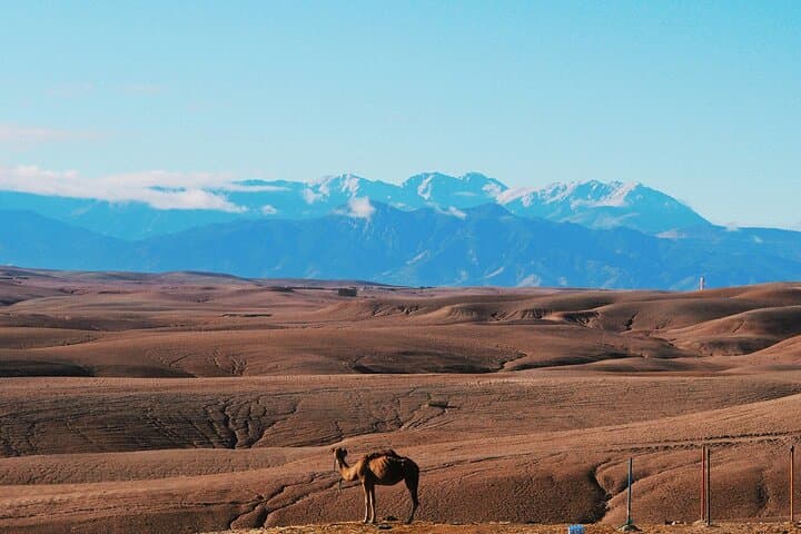 Agafay Desert Quad and Camel Ride with Dinner & Show near Marrakech photo 2