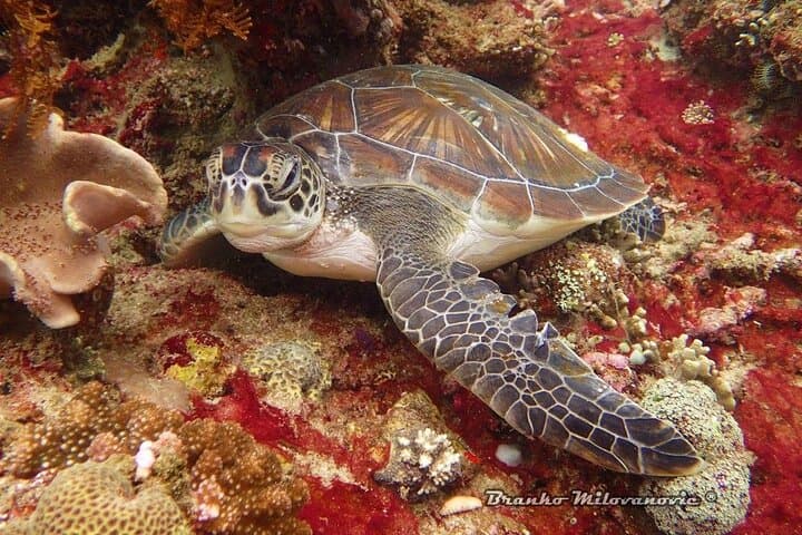 Two Dives at Gili Tepekong and Mimpang: Advanced Scuba from Sanur photo 2