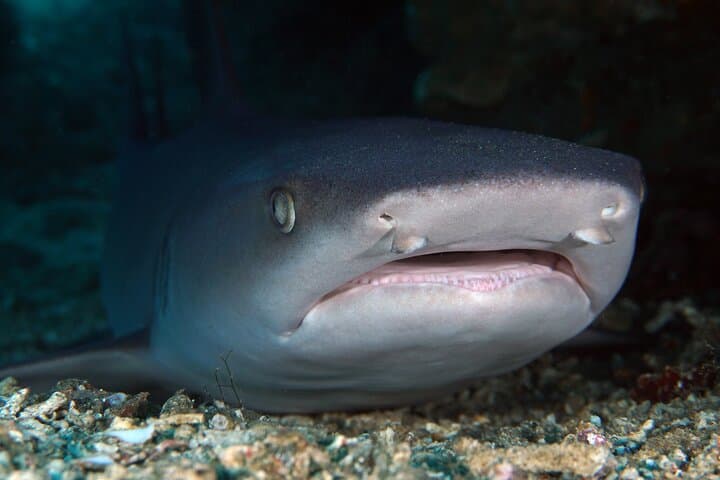 Two Dives at Gili Tepekong and Mimpang: Advanced Scuba from Sanur photo 3