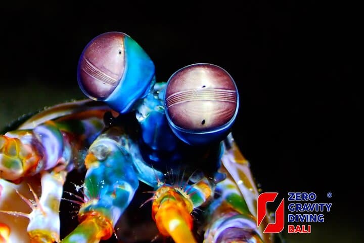 Two Dives at Gili Tepekong and Mimpang: Advanced Scuba from Sanur photo 4