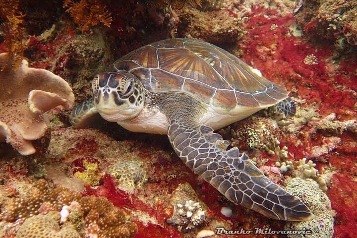Blue Lagoon Padangbai Try Dive — Non‑Certified Scuba in Bali photo 4
