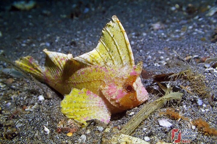 Blue Lagoon Padangbai Try Dive — Non‑Certified Scuba in Bali photo 5