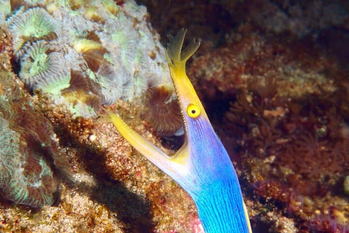 Blue Lagoon Padangbai Try Dive — Non‑Certified Scuba in Bali photo 6