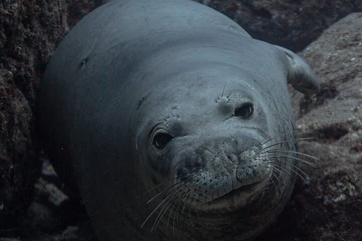 Niʻihau Two‑Tank Scuba Adventure from Kauaʻi — Mantas, Monk Seals & Vertical Walls photo 4