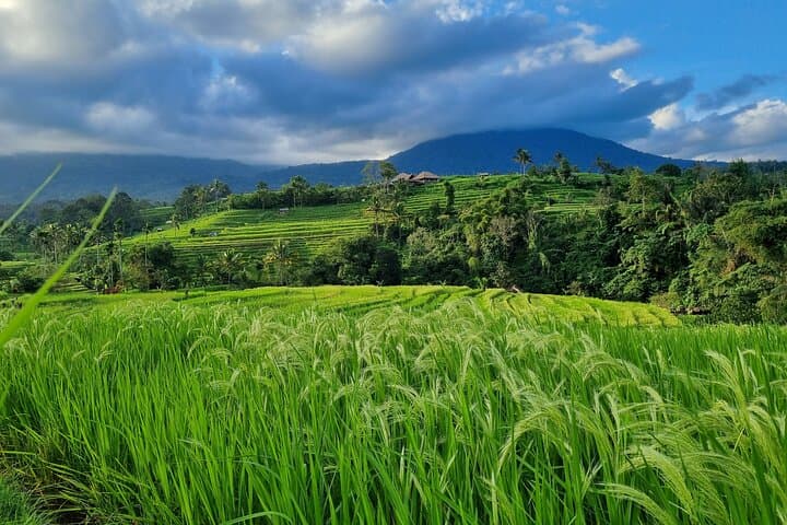 Balinese Cooking Class and Jatiluwih Rice Terrace Walking Tour — Ubud Day Trip photo 3