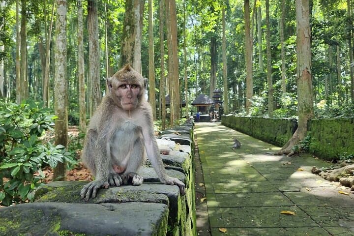 Balinese Cooking Class and Jatiluwih Rice Terrace Walking Tour — Ubud Day Trip photo 4
