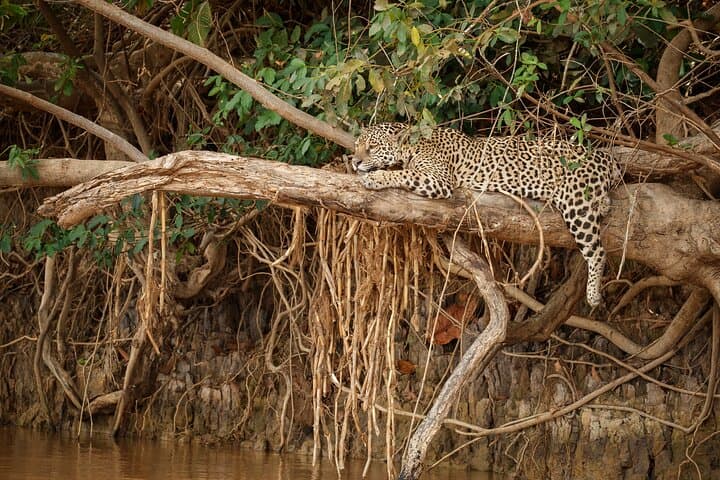 Wilpattu Leopard Safari: Full-Day Guided Wildlife Drive from Colombo photo 5