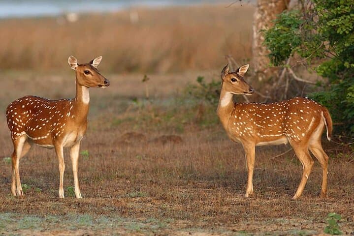 Wilpattu Leopard Safari: Full-Day Guided Wildlife Drive from Colombo photo 6