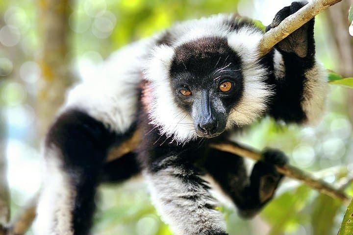 Andasibe National Park: 3-Day Rainforest & Lemur Adventure from Antananarivo