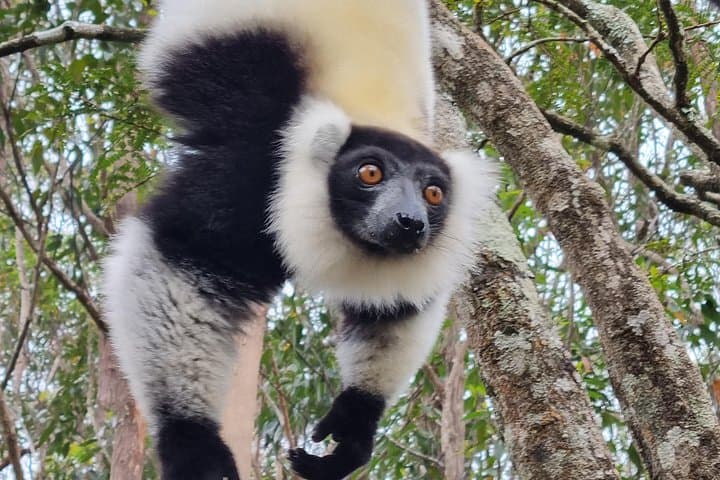 Andasibe National Park: 3-Day Rainforest & Lemur Adventure from Antananarivo photo 2