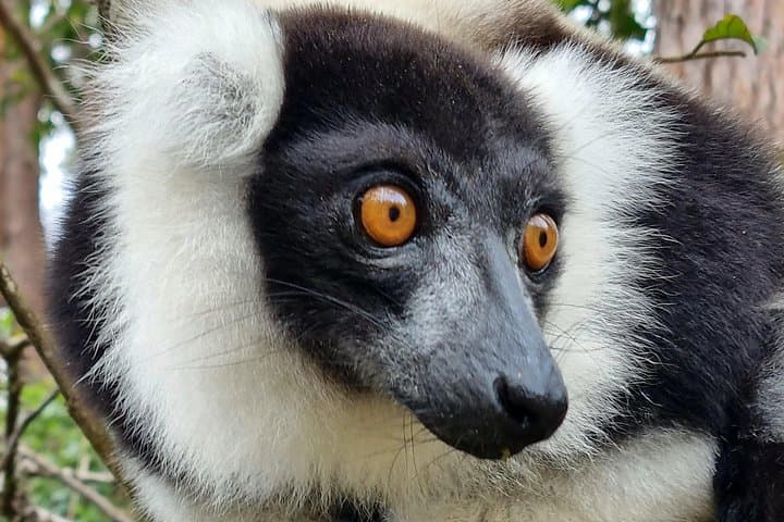 Andasibe National Park: 3-Day Rainforest & Lemur Adventure from Antananarivo photo 3