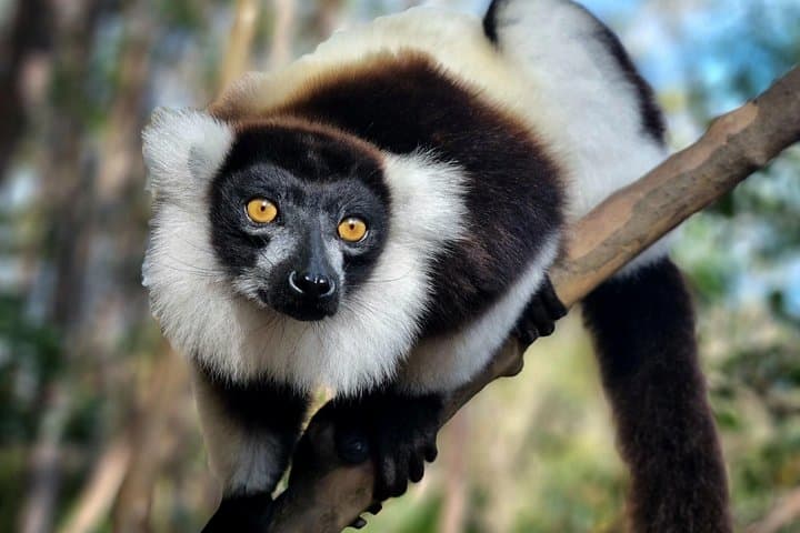 Andasibe National Park: 3-Day Rainforest & Lemur Adventure from Antananarivo photo 4