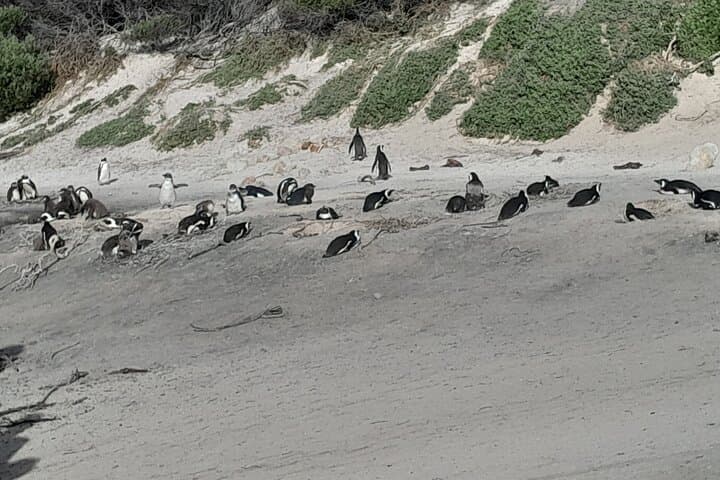 Cape Peninsula Private Tour: Table Mountain, Penguins & Groot Constantia Wine Tasting photo 5