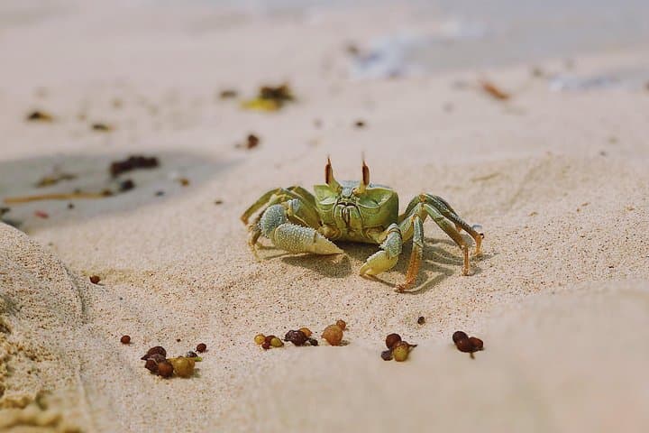 5-Day Zanzibar Delight — Private Island Adventure with Safari Blue & Mnemba Snorkel photo 3