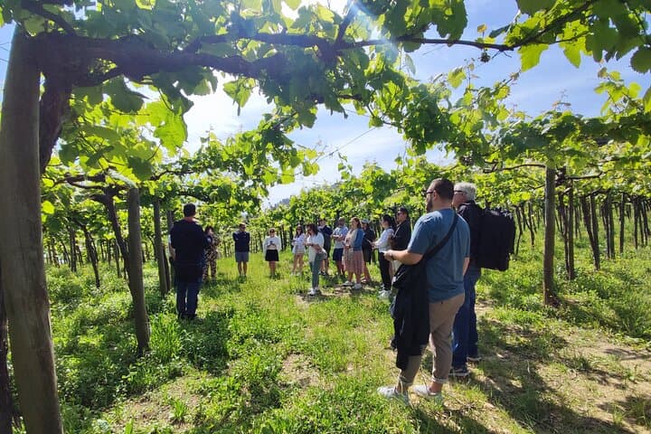 Half-Day Txakoli Wine and Getaria Tour from San Sebastián photo 5